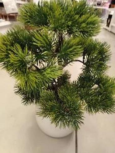 Vases and pots: Bonsai vestacko drvo u saksiji novo akcija | cene nisu fiksne — 8