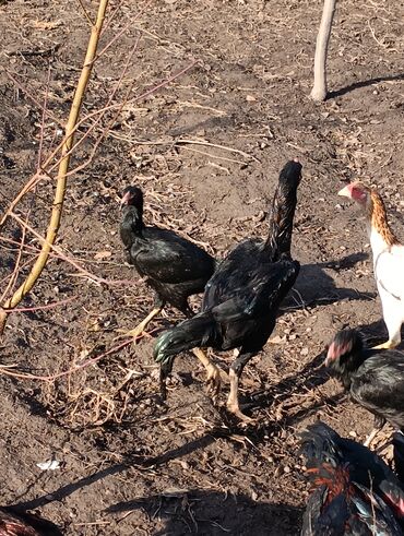 Куры, петухи: Продаю | Петух | Бойцовая, Дакан | На забой, Для разведения, Несушки — 3