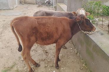 qizil baliq: Dana, buzov, Erkək, ay: 1, 100 kq, Damazlıq, Ödənişli çatdırılma — 4