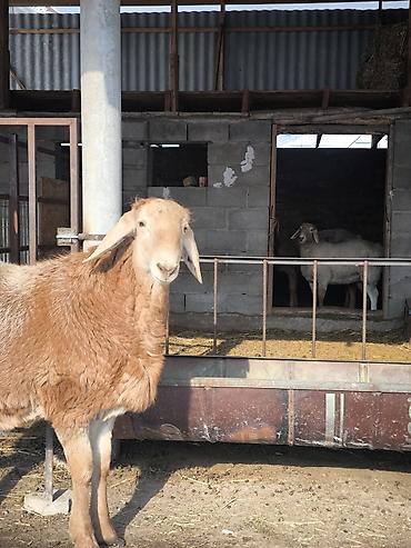 Баран, овца: Продаю | Ягненок, Баран (самец) | Арашан | Для разведения | Племенные at lalafo.kg — 8 Баран, овца: Продаю | Ягненок, Баран (самец) | Арашан | Для разведения | Племенные — 8