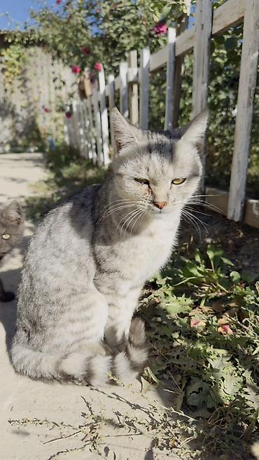 собака лабарадор каракол: Котёнок редким окрасом отдам в хорошие руки даром Около 3х месяцев — 6