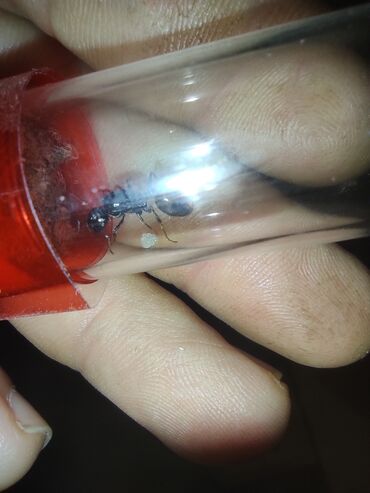 Digər heyvanlar: Maraqli heyvan saxlamaq isdiyenler size qarisqa tovsiye edirik maraqli — 13