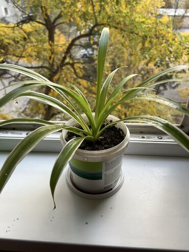 сублимированные фрукты бишкек цена: Хлорофитум по 150 сомов