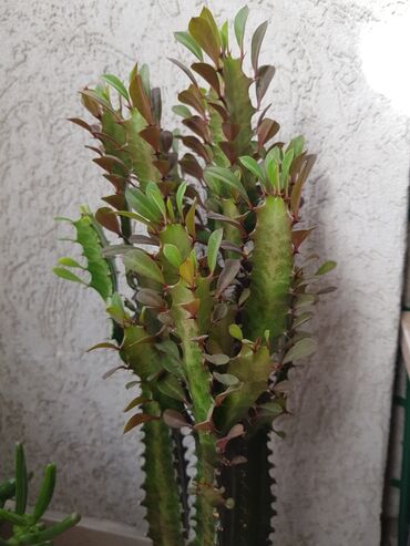 Sobne biljke: Euphorbya Trigona Rubra visine 50 cm(mereno sa saksijom)