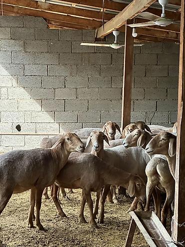 А/ч жаныбарларын сатам: Сатам | Ургаачы кой (ургаачы) | Көбөйтүү үчүн | Асыл тукумдуу — 2
