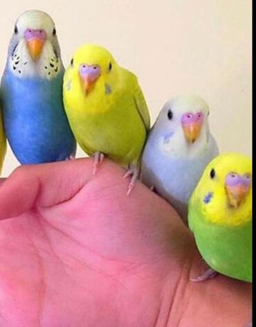ожиреловые попугаи: Попугаи волнистки
