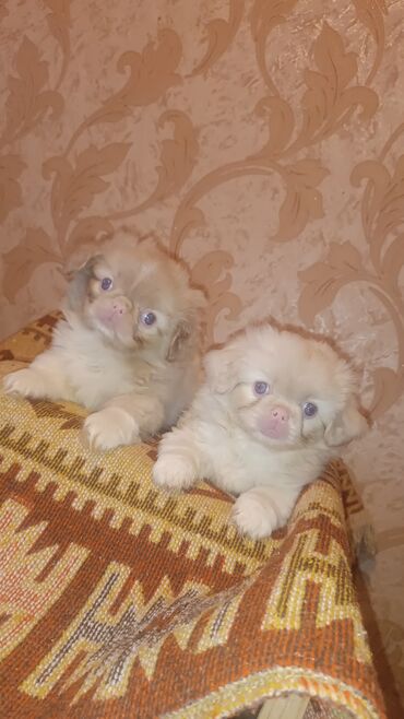 İtlər: Pekines, 3 ay, Dişi, Ünvandan götürmə