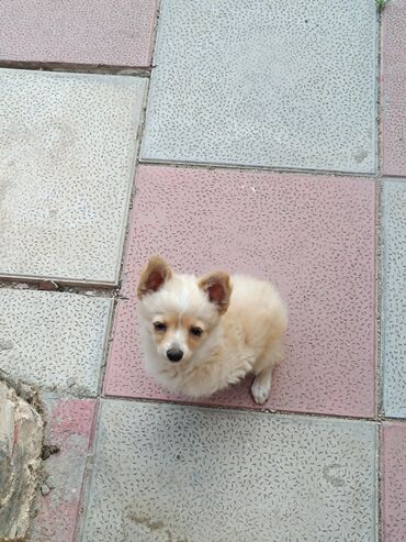 İtlər: Çixuahua, 3 ay, Erkek, Ünvandan götürmə, Ödənişli çatdırılma