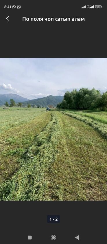 саан уй сатып алам: КУПЛЮ СЕНО ЛЮЦЕРНУ С ПОЛЯ В КЕМИНЕ 2000ШТ 
ЧОП АЛАМ