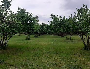 Ağaclar: Fındıq bağı – məhsuldar, baxımlı sahə - Mədəni fındıq kolları — 7