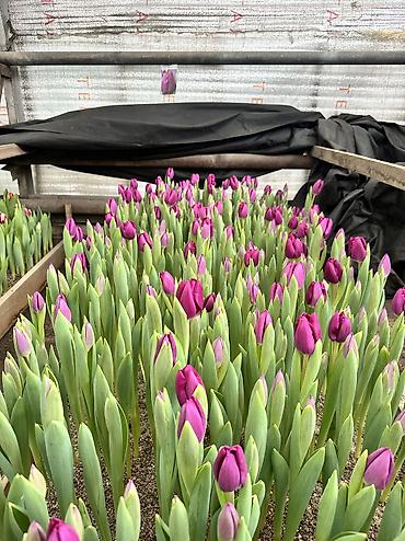 Садовые цветы и кустарники: Луковицы цветка: Тюльпаны, Бесплатная доставка — 1