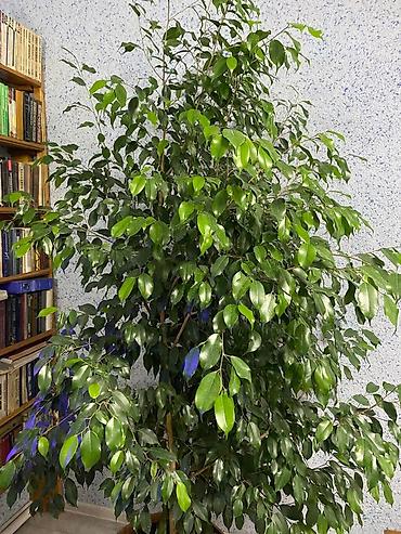 Фикусы: Фикус Бенджамина, крупный комнатный экземпляр-дерево. - Высота: около — 3