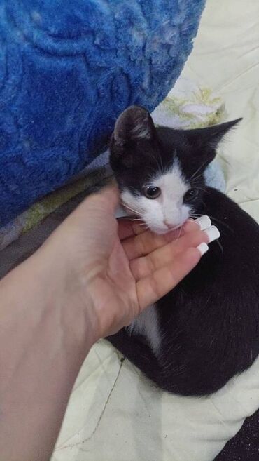 pişik sudu: Самец, Самка