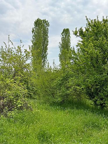 kirov qesebesi: 32 sot, Tikinti, Mülkiyyətçi, Kupça (Çıxarış) — 6