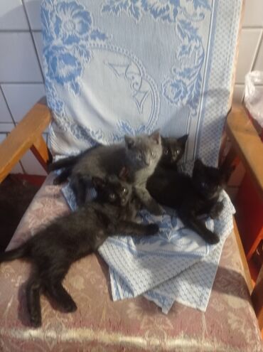 британская кошка: Котята домашние, помёт из нескольких малышей. Окрас: несколько
