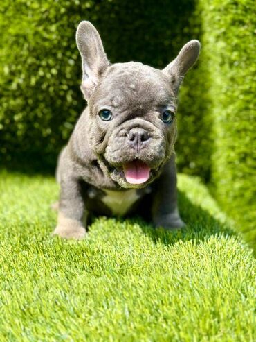 Psi: Odgajivačnica La Casa de Frida – FC Srbija Predstavlja prelepe štence na lalafo.rs — 7 Psi: Odgajivačnica La Casa de Frida – FC Srbija Predstavlja prelepe štence — 7