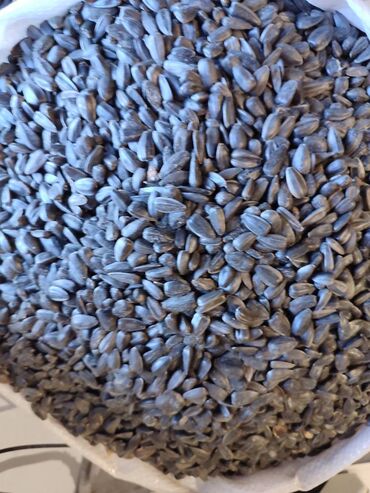 Digər qida məhsulları: Qovrulmuş və çiy,ağ və qara semiçkalar çəki ilə satılır. Sifariş -da lalafo.az — 10 Digər qida məhsulları: Qovrulmuş və çiy,ağ və qara semiçkalar çəki ilə satılır. Sifariş — 10