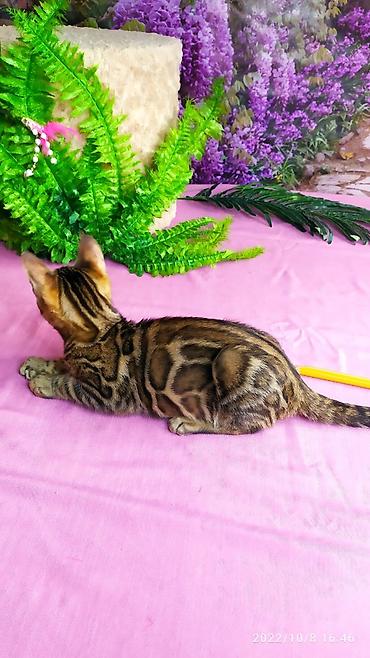 Продажа кошек: Бенгальские Детки .проф питомник Бен Гла Мур. предлагает Девочек и — 19