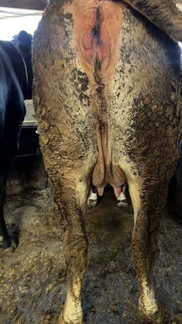 купить домик для кошки недорого: Продаю | Корова (самка) | Для разведения | Племенные