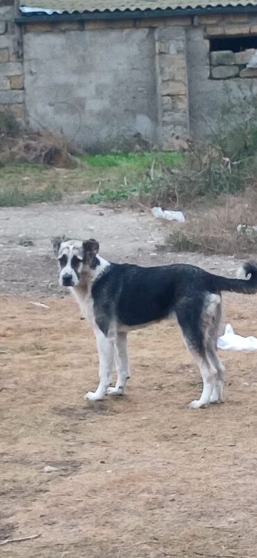 itləe: Qurdbasar, 7 ay, Erkek, Peyvəndli, Rayonlara çatdırılma