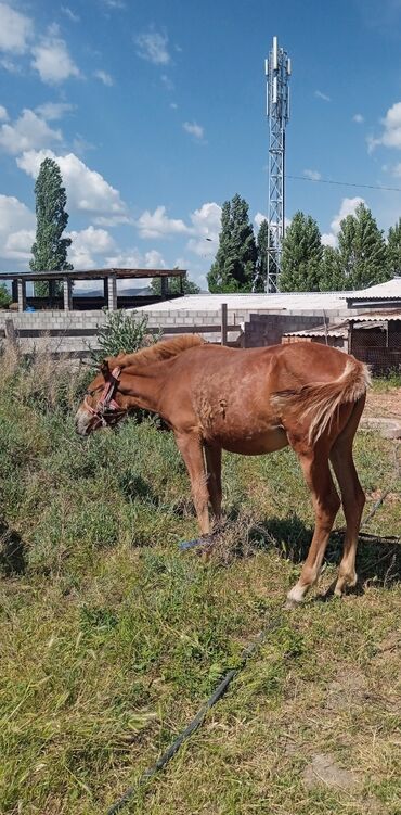 лошадь кыргызстан: Продаю | Кобыла (самка) | Дончак, Кара Жорго | Для разведения