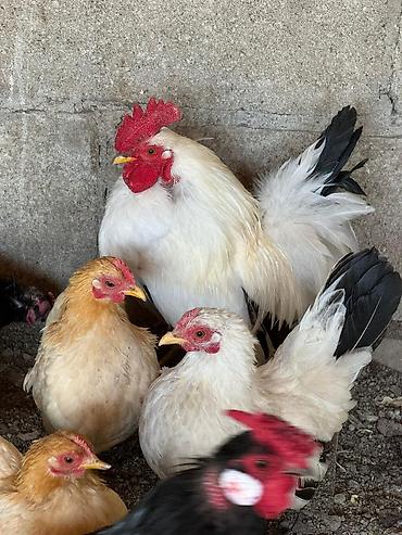 Птицы: На продажу Оптом Количество 22 штуки. Яйца несут. Возраст прошлого — 1