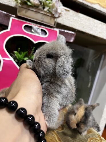 Dovşanlar: Salam🖐🏻.Her biri real dovşan şekilleridir öz heyetimde saxladığım — 18