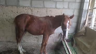 продам кента: Продаю | Жеребец | Рабочий — 1