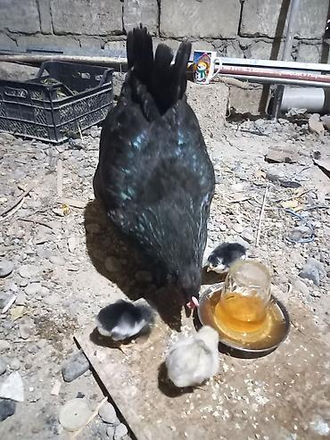 avstrolop cuceleri: Toyuq, Australorp, Damazlıq, Ünvandan götürmə — 8