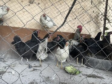 суточные цыплята бройлеры купить: Продаю | Куры, Петух | Домашняя | Для разведения