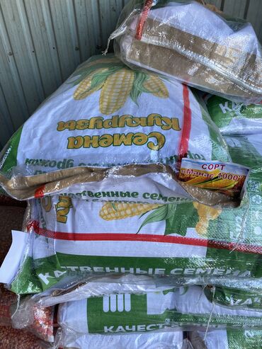 семена сахарной кукурузы: Жугору семена урук силос манас малга жагымду кепилдик бар Бишкек ит