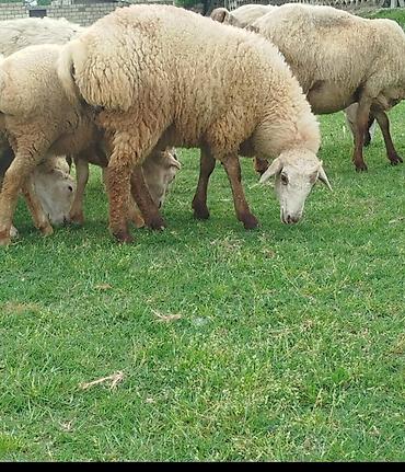 qaz ve ordek satisi: Qurbanlıq quzular var hər çəkidə ünvan Göyçay seheri - Cins: - Rəng — 1