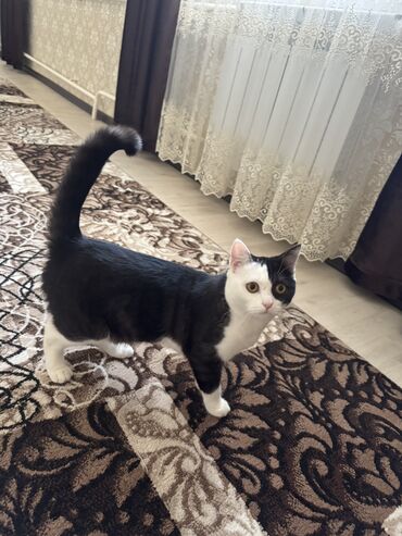 шотландская вислоухая кошка черная: Кошка даром: Скотиш Страйт (Шотландская прямоухая), Девочка