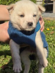 Psi: POKLANJAM štence mesanci haskija i ptičara,očišćeni od — 4