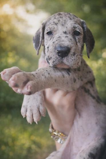 Psi: Dostupni stenci nemacke doge, rodjeni 09.03.2026. FCI registrovani — 8