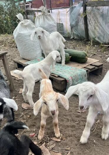 Keçi, çəpiş: Salam ZANEN KECİLƏRİMİZ SATİŞDA İCLƏRİNDƏ ALPENDE VAR ONLARIN QİYMƏTİ — 10