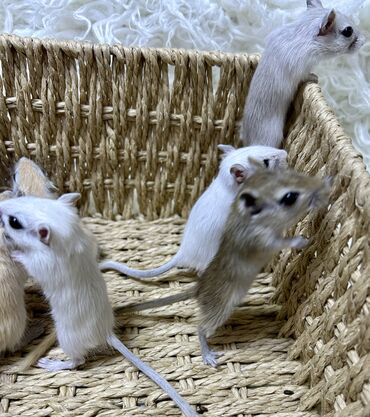 Хомяки: Ручные песчанки монгольские. Красивые окрасы, есть девочки и мальчики — 6