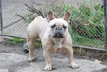 patuljasta aprikot pudla: Blue fawn zenka skotna na prodaju. Parena sa isabell muzijakom. Sve — 1