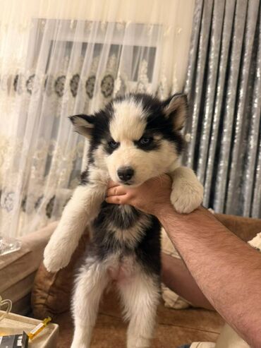 İtlər: - MALAMUT balasi: uzun tük, güclü quruluş, qəhvəyi,qara,boz rəngdə — 7