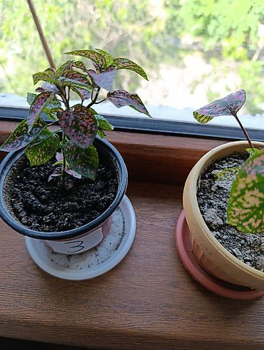 Бегонии: Гипоэстес (Hypoestes phyllostachya) «пятнистый» в горшке,есть белый — 10