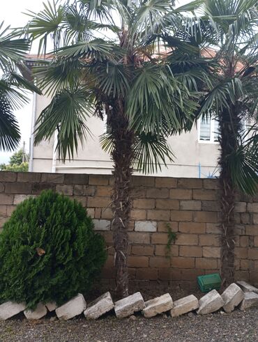 palmalar: Vaşikton palması 7illik