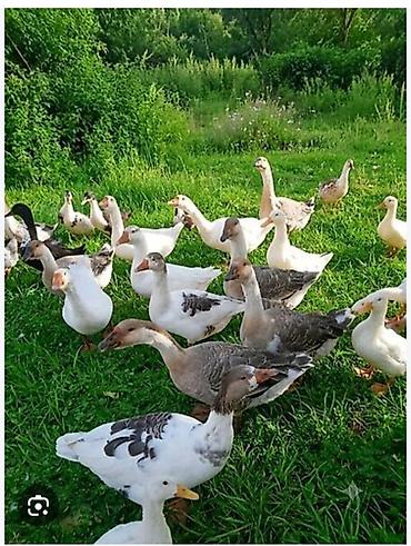 🐔 HƏYƏTYANI QAZ SATILIR. Bılesuvar rayonunda. Təmiz və sağlam