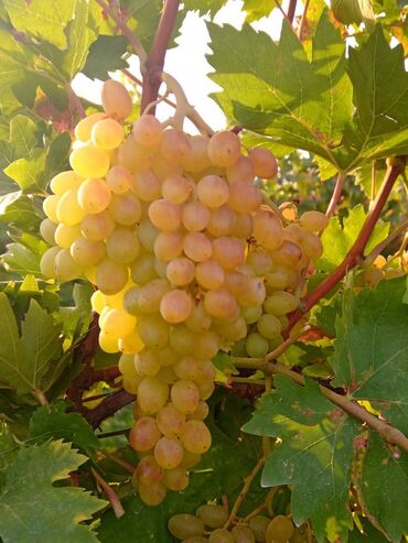 Şitillər: Üzüm tingləri – müxtəlif süfrə sortları Təsvir: - Seçmə süfrə üzüm — 17