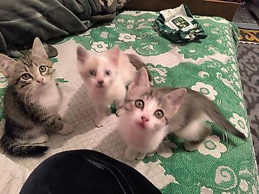 коты бесплатные: Беспородная, 3 месяца, Мальчик, Приучена к лотку — 1