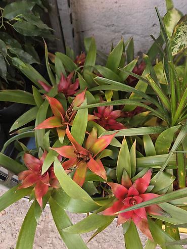 Бөлмө өсүмдүктөрү: Гусмания (Guzmania) с ярким красно-оранжевым прицветником в — 2