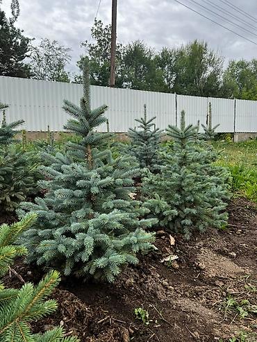 елка голубая: Ель голубая (Picea pungens Glauca) из открытого грунта - Декоративные — 7