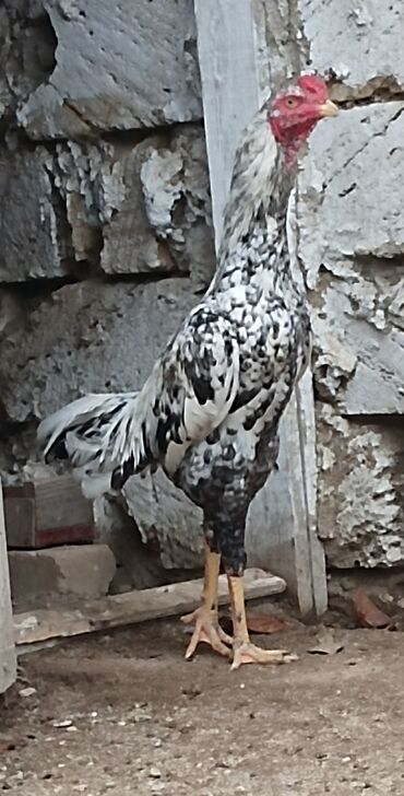 Xoruzlar: Xoruz, il: 1, Ünvandan götürmə — 7