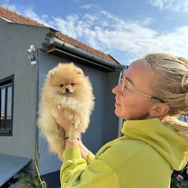 Psi: Odgaivacnica ekskluzivnih pomeranaca i pudli registrovana u FCI savezu — 2