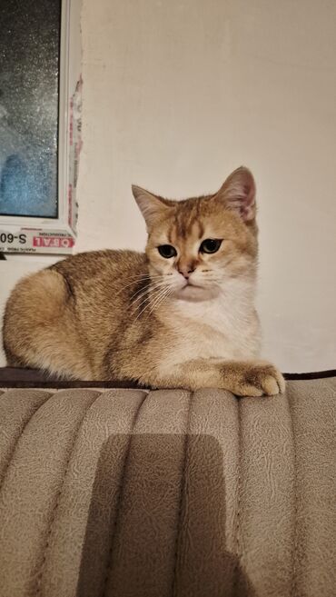 Pişiklər: Qızıl şinşilla, Erkək, Cütləşmə üçün — 6