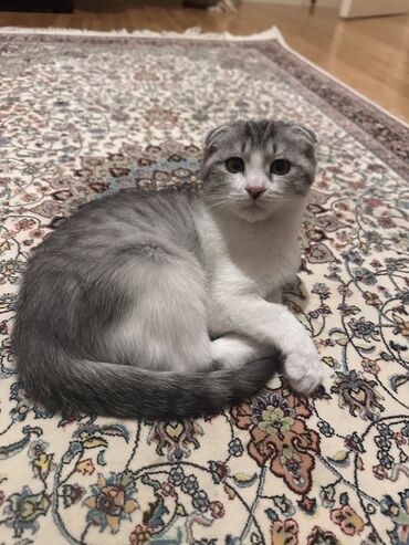 котят в добрые руки: Şotland yastı qulaq